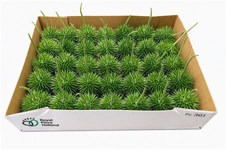 Sier Cucumis Egel L Holl X30