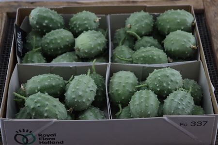 Sier Cucumis Luffa Grey X4 Holl
