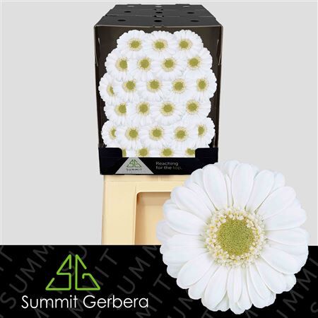 Ge Mi Albino Diamond