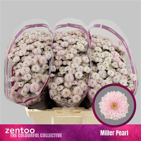 Chr S Miller Pearl