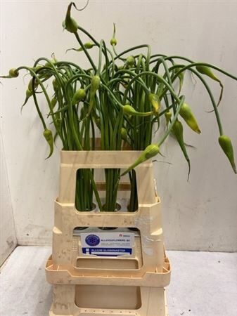 Allium Sat Ophioscor