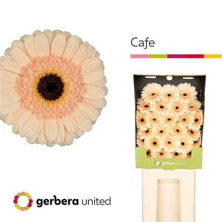 Ge Mi Cafe Diamond