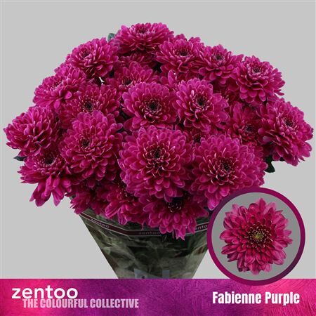 Chr T Fabienne Purple