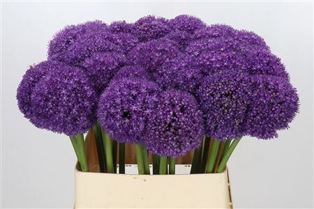 Allium Ambassador