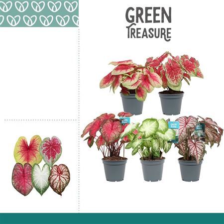 Caladium Gemengd