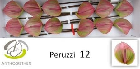 Anth A Peruzzi 12