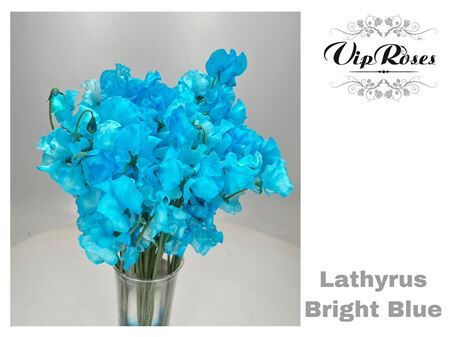 Lathyr Bright Blue