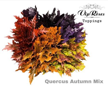 Quercus Autumn Mix