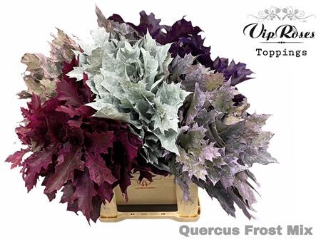Quercus Frost Mix