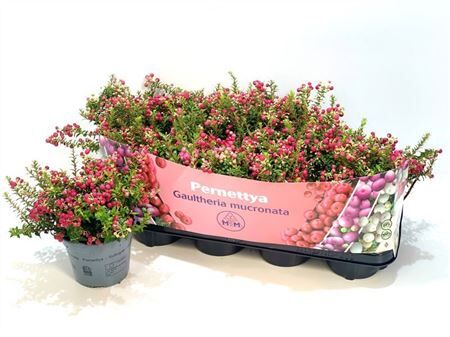 Pernettya Mucronata Rood