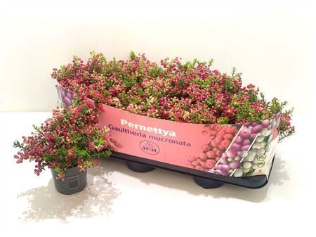 Pernettya Mucronata Rood