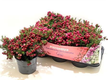 Pernettya Mucronata Rood