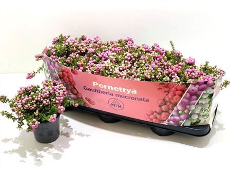 Pernettya Mucronata Roze