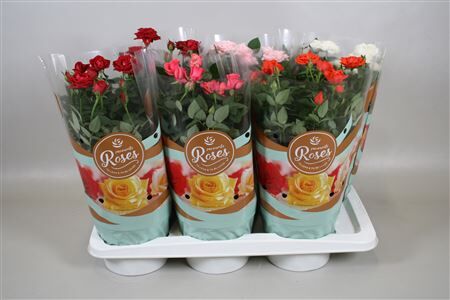 Rosa P17 Fav Ro Gem