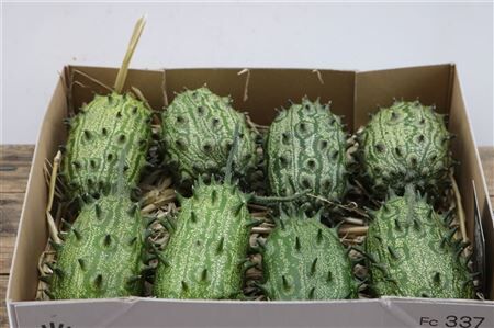 Sier Cucumis Kiwano Green P Box