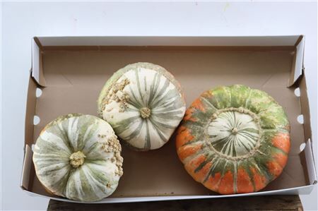 Sier Cuc P Turks Turban Mix X3