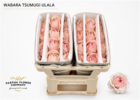 Rosa A Wabara Tsumugi Ulala