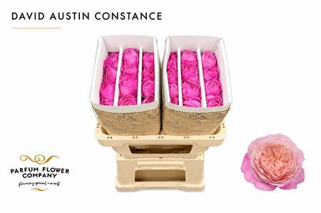 Rosa David Austin Constance