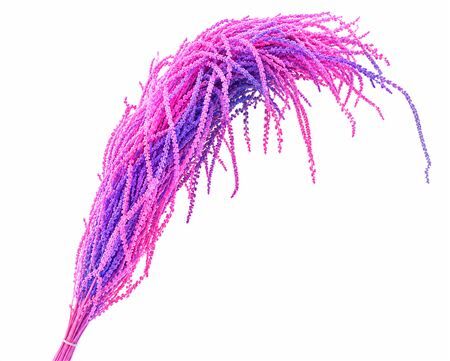 Dried Bleached Amaranthus Caudatus Neon