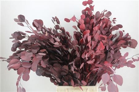 Pres Euca Populus Red 150gr P Bunch