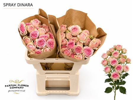 Rosa Spray Dinara