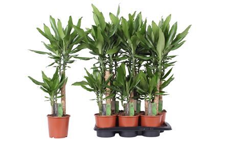 Dracaena Steudneri 45-20