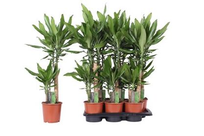 Dracaena Steudneri 45-20