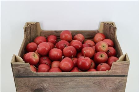 Sier Appels Red P Wdn Box