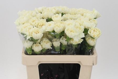 Di St Std Diletta Crema