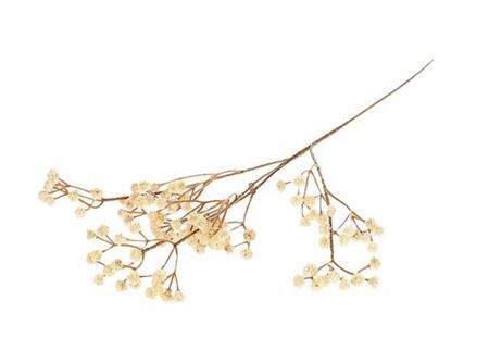 Branch Gypsophila L65