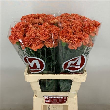 Di St Orange Fox