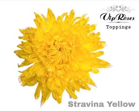 Chr G Stravina Yellow