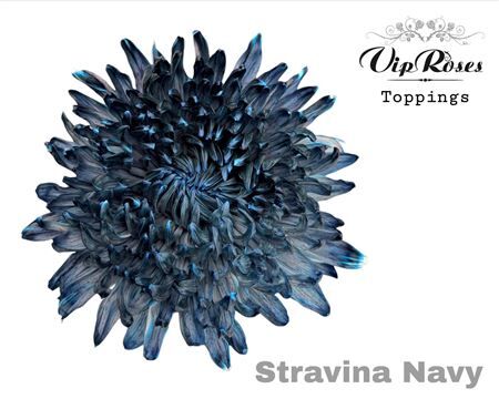 Chr G Stravina Navy