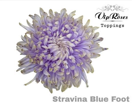 Chr G Stravina Blue Foot