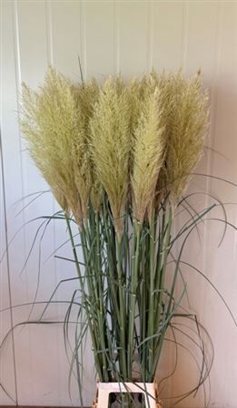 Cortaderia Se Evita