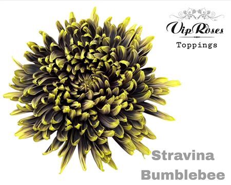 Chr G Stravina Bumblebee