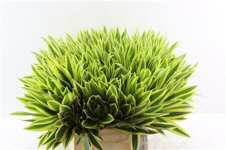 Pleomele Song Of India Tops