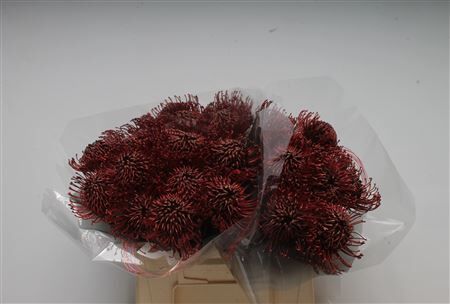 Leuco Klbh Bordeaux