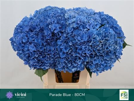 Hydr M Royal Parade