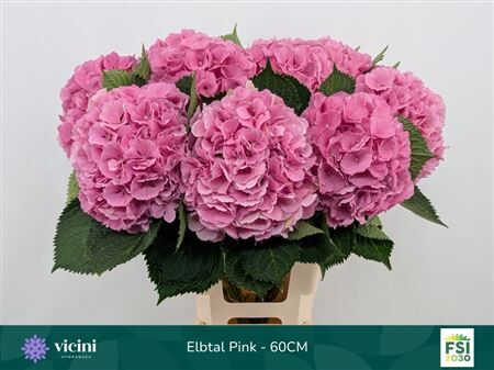 Hydr M Elbtal Rz