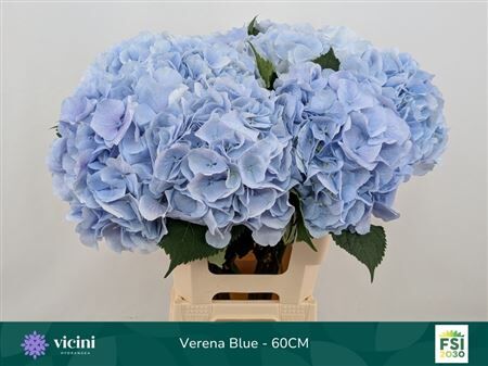 Hydr M Ch Verena Bl