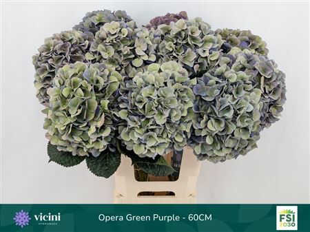 Hydr Cl Roy Opera Gry