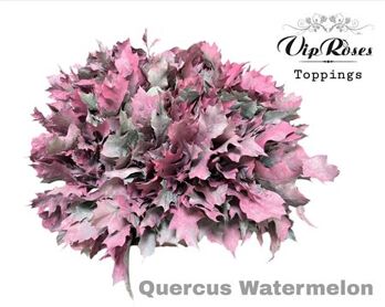Quercus Watermelon