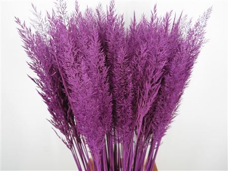 Calamagrostis Brachy Paars