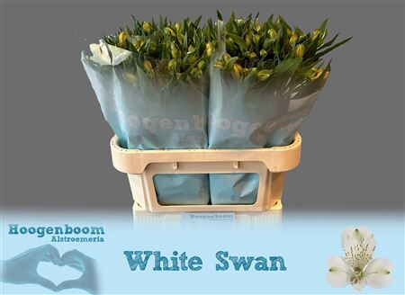 Alstr White Swan