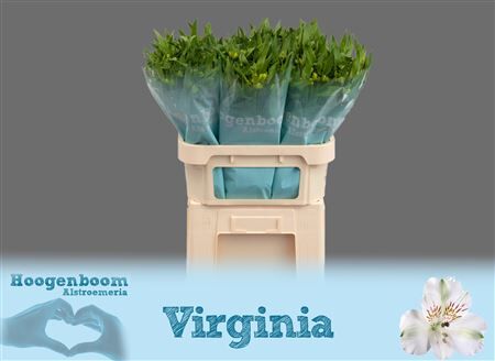 Alstr Virginia Xl