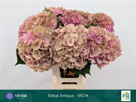 Hydr Cl Elbtal Oud Rose