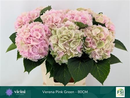 Hydr M Ch Verena Champagne Cl