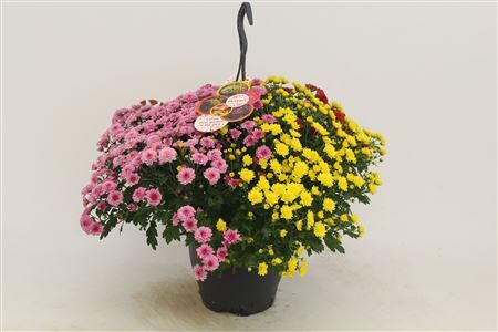 Chrys Gr Skyfall Hanging Basket