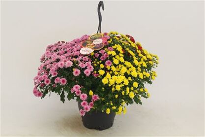 Chrys Gr Skyfall Hanging Basket
